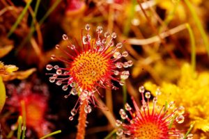 Bordeaux Expats - Round-leaved Sundew, 